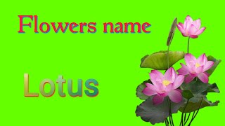 Lotus ko hindi mein kya bolate hain  Lotus meaning in hindi  Lotus  कमल  Spelling [upl. by Almita]