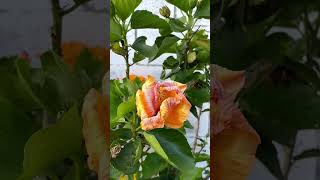 Aphids attack our flowering hibiscus plant short shorts video [upl. by Lynett542]