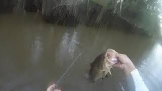 Escambia River 4 7 lb bass on frog [upl. by Ahsiemac]