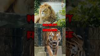 Babary Lion vs Ngandong Tiger must watch lion subscribe tiger [upl. by Ekim]