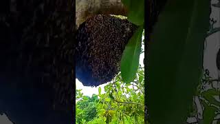 Pure Wild Honey Tree Bee Yummy ASMR Honeycombs 10 [upl. by Jaal]