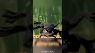 Pipa pipa toad giving birth shorts viral frog [upl. by Suired]