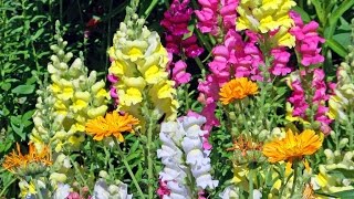 Amazing and Most Beautiful Snapdragon Flowers  Antirrhinum Flowers [upl. by Atla]