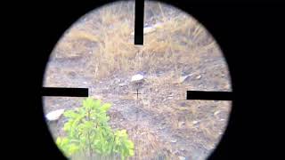 Kral Puncher Jumbo 22 cal 100m shots [upl. by Nnylav713]