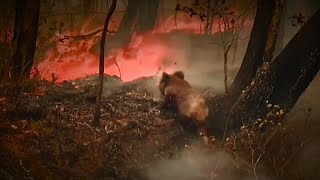 Rescued Koala Melts Firefighters Hearts After Emerging from Australian Bushfire [upl. by Leynad824]