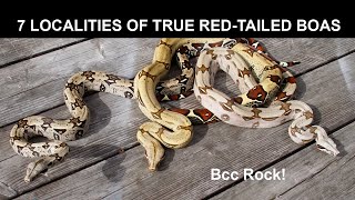 7 Localities of True RedTailed Boas [upl. by Nojel]