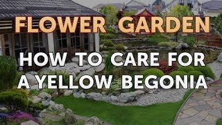 How to Care for a Yellow Begonia [upl. by Fair]