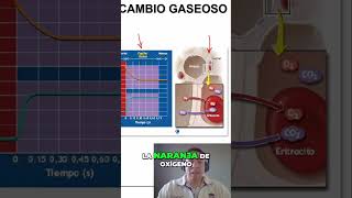 Entendiendo el intercambio gaseoso Pulmones y Capilares [upl. by Yllut]