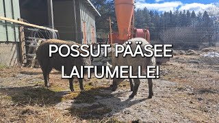 Possut pääsee laitumelle [upl. by Nairadal]