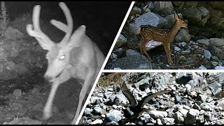 Wild Animal Highlights  Trail Cam  June 28  July 5 2024 [upl. by Merchant879]