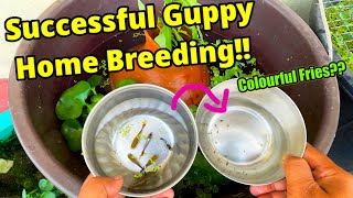 Successful Guppy Home Breeding  Guppy Dropped Fry  How to breed guppy at home successfully [upl. by Hodess]