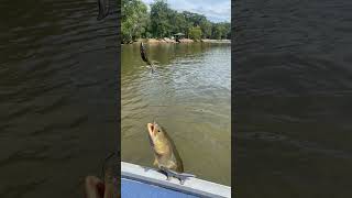 Mudfish plentiful in Savannah river mudfish [upl. by Dorree73]