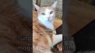 So ist es😂😸😂 katze shortsvideo youtubeshors storyfeeds viralshorts katze lustig spaß [upl. by Croom421]