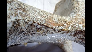 MYCOsella Growing the Mycelium Chair  Manufacture Process TimeLapse Video [upl. by Atiuqihs]