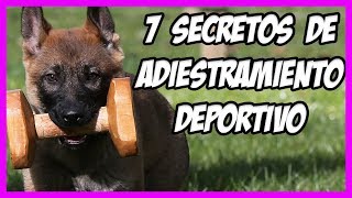 🤫 7 secretos del adiestramiento canino deportivo el APPORT 🏆 [upl. by Lertsek]