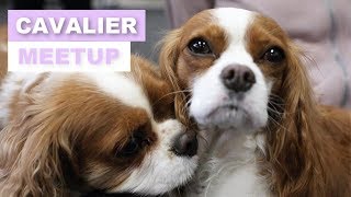 CAVALIER KING CHARLES MEETUP  Herky and Milton in Toronto [upl. by Ridglea]