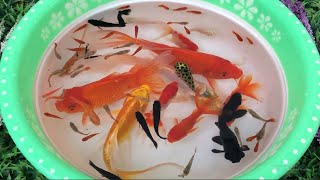 Swimming goldfish beautiful aquarium fish and baby kute [upl. by Ken105]