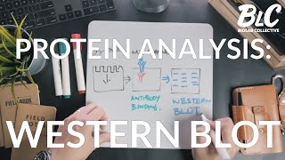 Protein analysis Western Blotting [upl. by Ahsieni42]