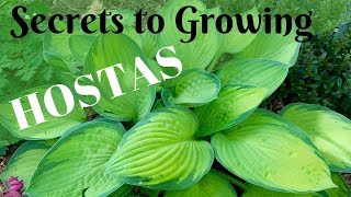 Secrets to Growing Healthy and Large Hostas 🍃 [upl. by Rutger819]