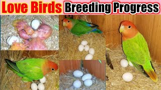 Love Birds BREEDING PROGRESS❤️FIRST Clutch Luying EGGsunconurebirdsfunnyvideos [upl. by Walford]