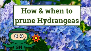 How and when to prune Hydrangeas [upl. by Alegnaoj]