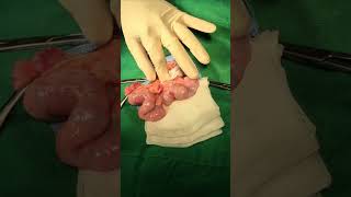 5y pyometra [upl. by Emmye]