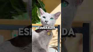 Estos son los cinco gatos más caros del mundo😯 [upl. by Eyllib]