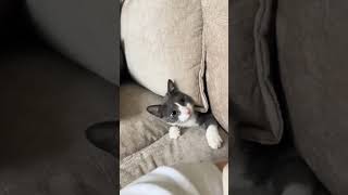 Funny animals funny catstry not to laughfunny dog videos🤣🤣🤣 [upl. by Alyssa]