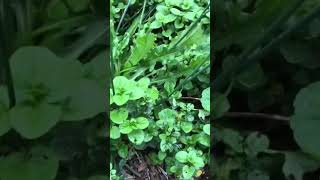 Menta piperita plantasmedicinales shortvideo [upl. by Cherice208]