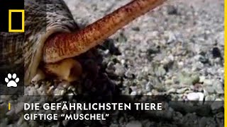 DIE GEFÄHRLICHSTEN TIERE DER WELT  Giftige quotMuschelquot  National Geographic [upl. by Eiliab441]