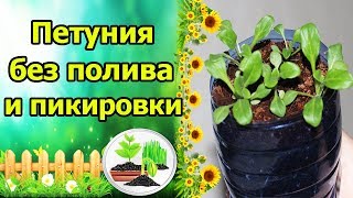 ПОСЕЙ И ЗАБУДЬ ПЕТУНИЯ ДЛЯ ЛЕНИВЫХ  БЕЗ ПОЛИВА БЕЗ ПИКИРОВКИ [upl. by Atoiganap]