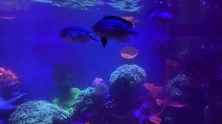 Genicanthus lamarck Lamarck Angels Marine Angelfish group spawning in home aquarium [upl. by Lamarre]