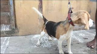 Beagle puppy sales in tamil [upl. by Masao]