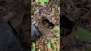 Angry and AGGRESSIVE Yellow Jacket Ground nest hornetking wasp sting [upl. by Gosser]