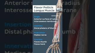 Flexor pollicis longus upperbodymuscle humananatomy physiotherpy sportsphysiotherapy [upl. by Nevada]