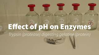 Trypsin and pH [upl. by Ahsinahs]