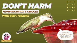 Dont Harm Hummingbirds and Orioles How to Properly Clean Nectar Feeders [upl. by Carita71]