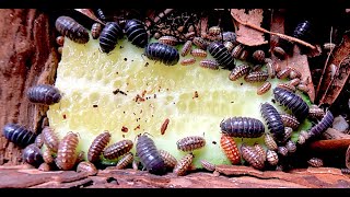 an isopod colony eats a cucumber [upl. by Ocnarfnaig604]