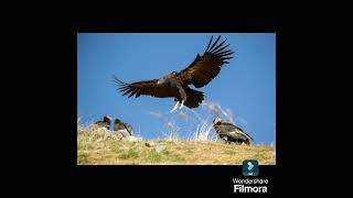 ANDEAN CONDOR BIRD  DR SKSINGH CHANNEL JAI SHREERAM [upl. by Ylac]