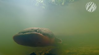 Shocking secrets of the electric eel  Electric Amazon [upl. by Atterbury]