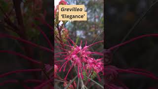 Grevillea ‘Elegance’ [upl. by Rednav]