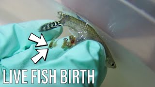 EMERGENCY Guppy Fish Birth  Live Birth [upl. by Eralc]