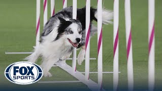 Best of 2022 Masters Agility Championships from Westminster Kennel Club  FOX Sports [upl. by Iffar]