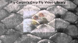 FlyCarpins Carp Fly Video Library [upl. by Anitel]