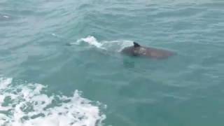 Delfines en Canasvieiras Florianopolis Brasil [upl. by Artemas]