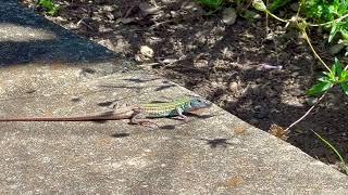 Texas Spotted Whiptail Lizard [upl. by Gaiser]