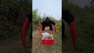 Gorillas Monster Confront Giant Snakes [upl. by Bianka690]