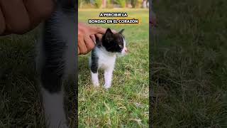 El conmovedor final de una gatita sin madre 🐾 ¡Mira la sorpresa final shorts [upl. by Wilone755]