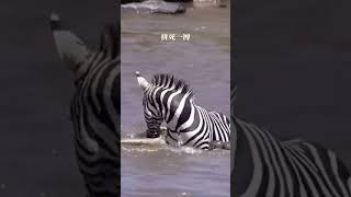 Crocodile vs Zebra  Wild Animal Fight [upl. by Eilujna]