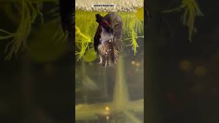 Babies Vs Parents 🙀😍 bettafish shorts breeding [upl. by Domineca132]